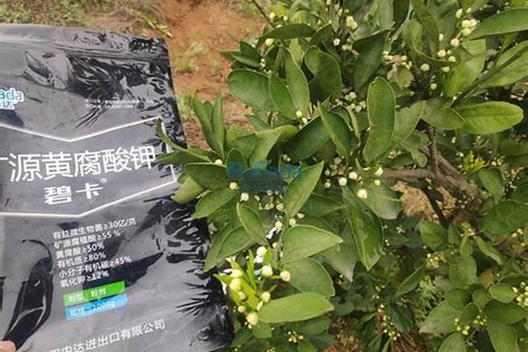 种植的辣椒出现大量死苗烂棵现象,该怎么治理呢？