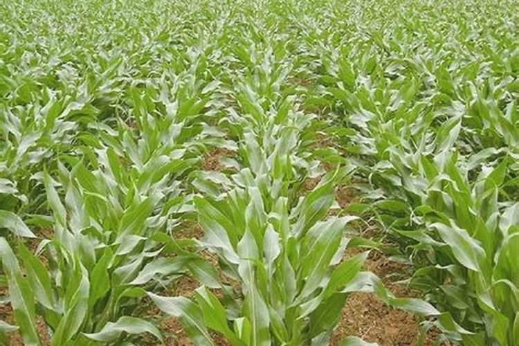 玉米底肥一次性施肥 氮磷钾 各用多少？