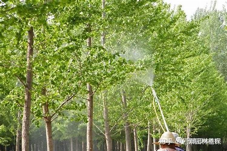 腐植酸叶面肥的具体作用是什么？什么时候用效果最好？