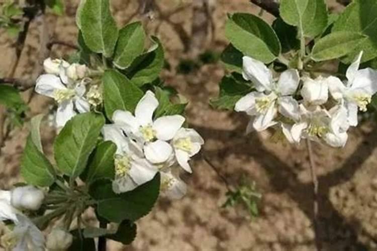 磷肥坐果还是钾肥坐果