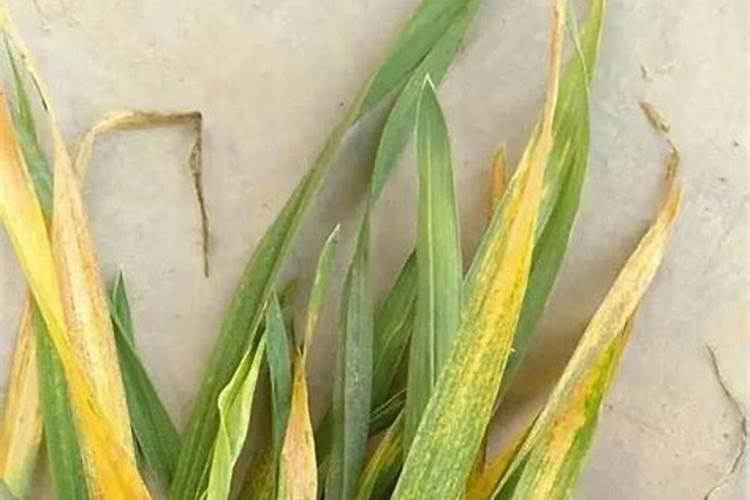 专治小麦黄叶病的特效药