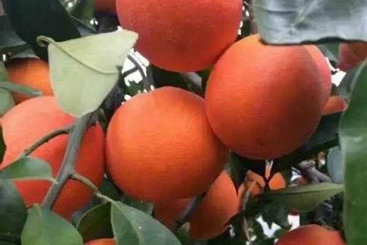红橙现在施什么肥好？