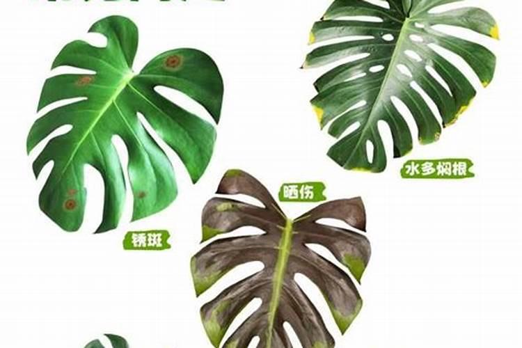 尿素化肥是酸性还是碱性的 尿素肥料对人体有害吗
