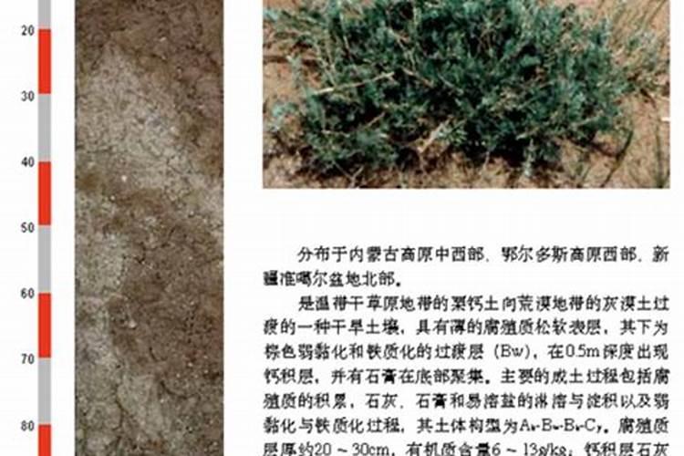 钙肥有哪些