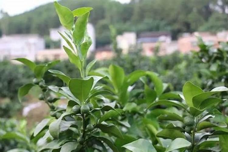 柑橘7月施什么肥