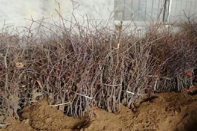 枣树不的枣疯病的办法