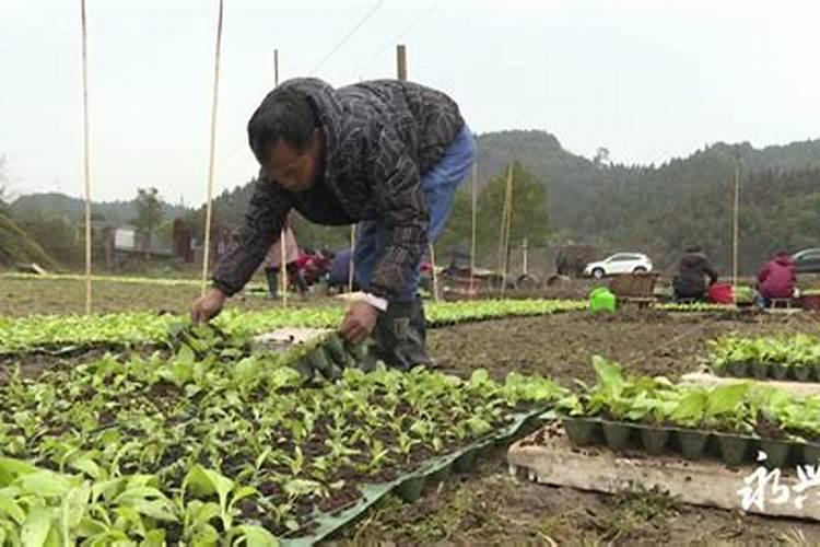 君子兰的栽培与养护