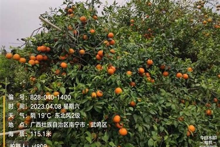 橘子树用什么肥料最好？橘子树施肥方法和注意事项