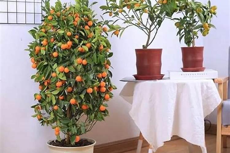 沙糖桔保花保果用什么农药,怎样用？