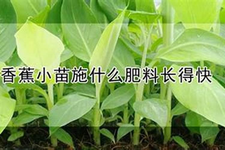 扦插小苗怎么施肥