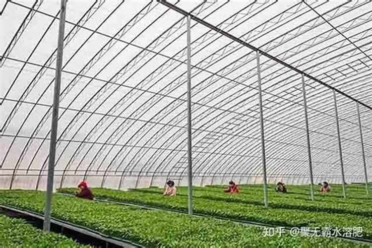 蔬菜种植补钙技巧蔬菜种植怎么补钙