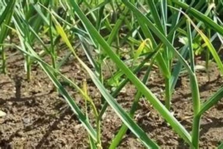 花椒树施肥方法