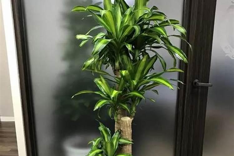 尿素,芸苔素内酯,一遍绿在花生上打效果怎么样？