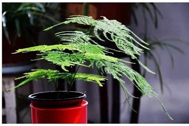 文竹施肥时间,怎样给文竹施肥