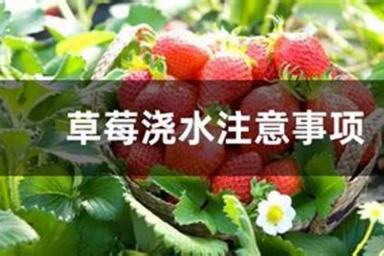 他家辣椒为啥能卖高价吗用水溶肥