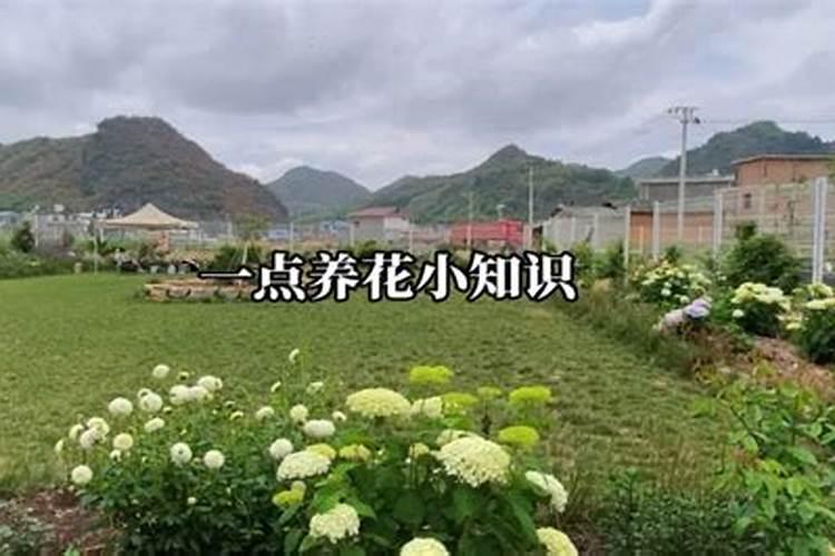 落地生根怎么施肥