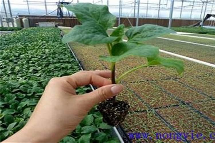 地瓜用什么肥料最好