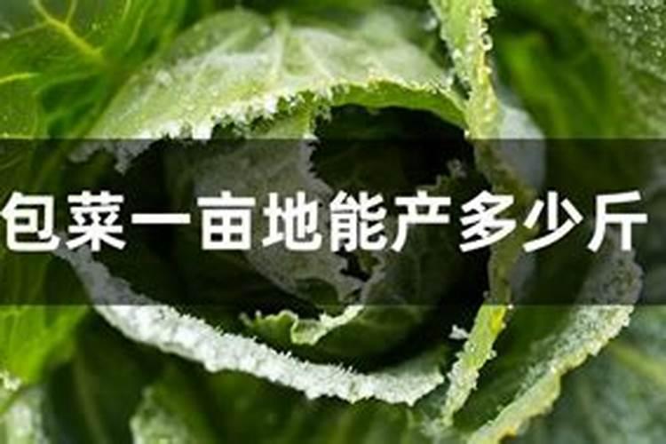 家庭种植紫包菜方法