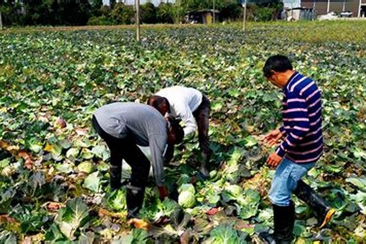包菜又叫做卷心菜,你知道包菜要怎么施肥吗？