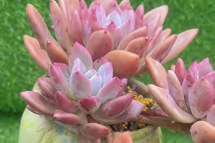白菜出苗后几天浇一次水