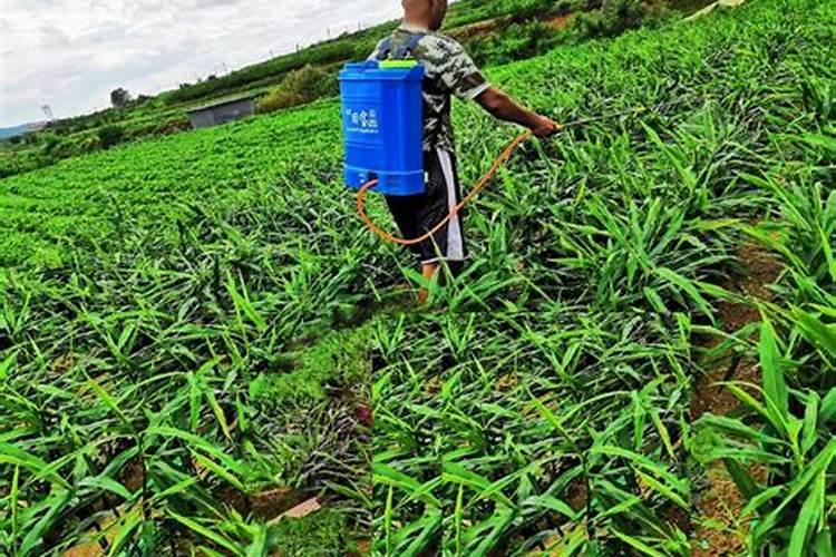 大棚土豆亩产量一般多少斤