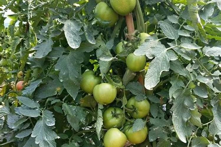 西红柿的种植用什么肥料好