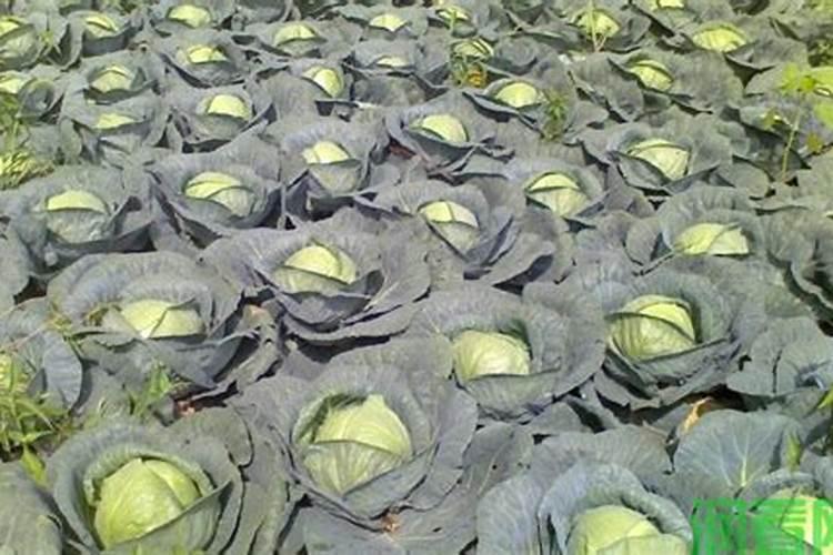 生根用什么肥