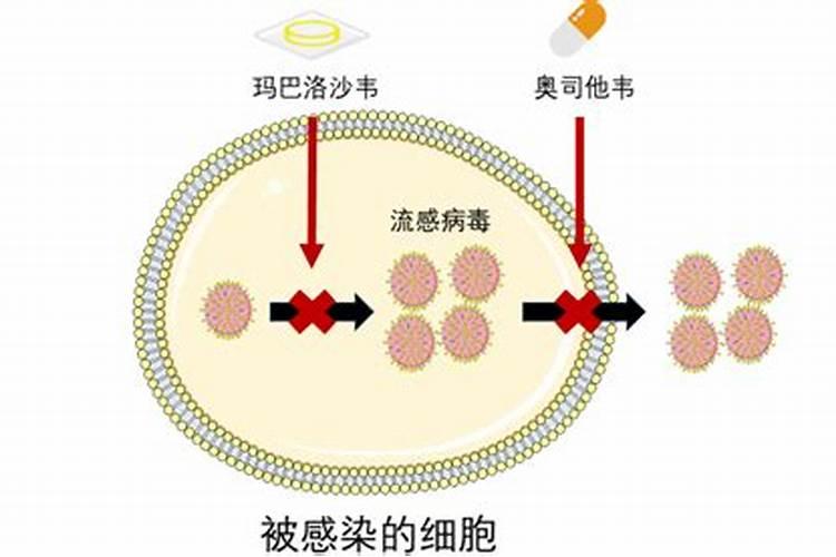 玛菲是一种怎么样的叶面肥？