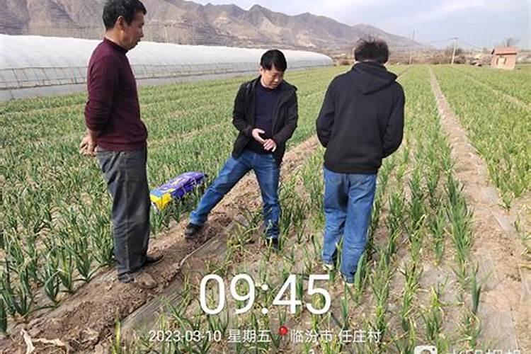 氮肥对小麦有哪些作用？