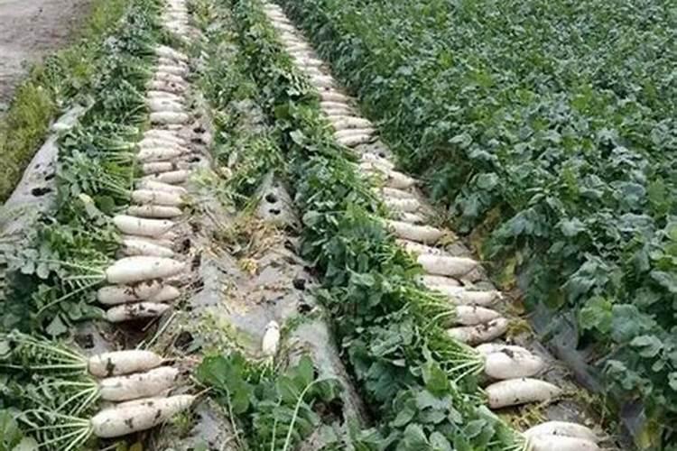 肥料的种类主要包括 种罗卜施什么肥料