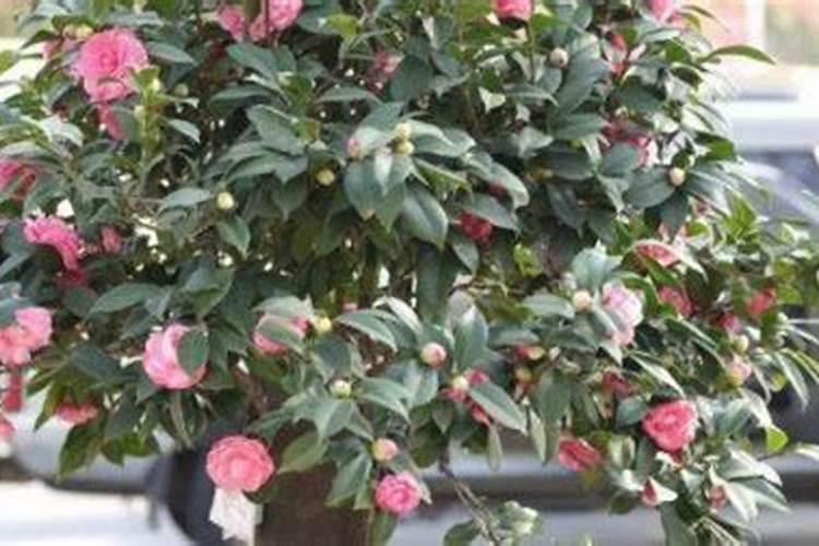 茶花用什么肥料最好,怎么施肥