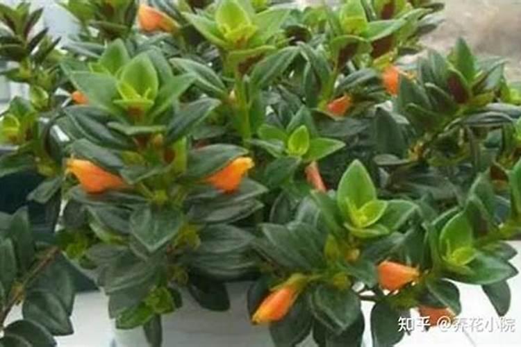 青菜浇什么肥料最旺