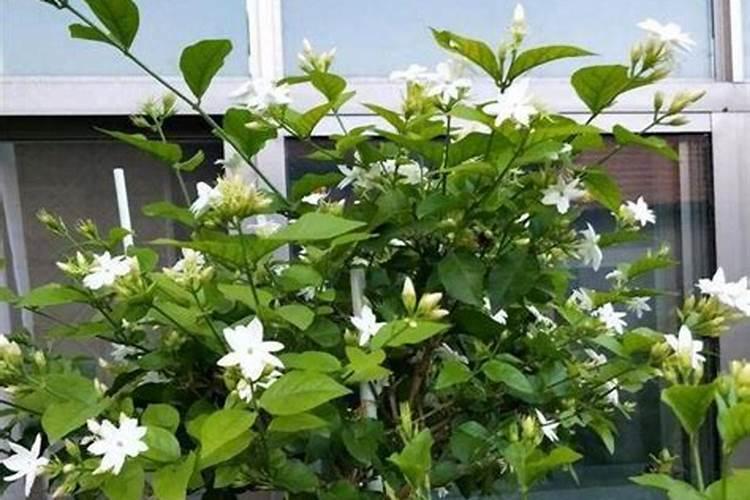 茉莉花最好的肥料