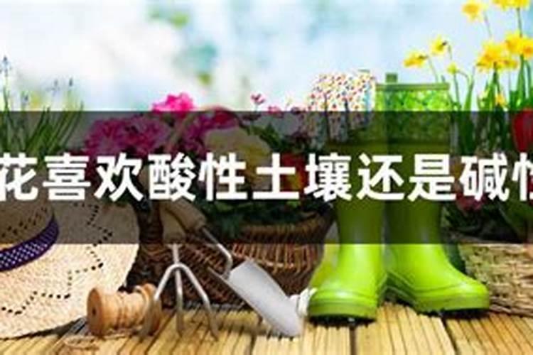 茉莉花怎么施肥施什么肥