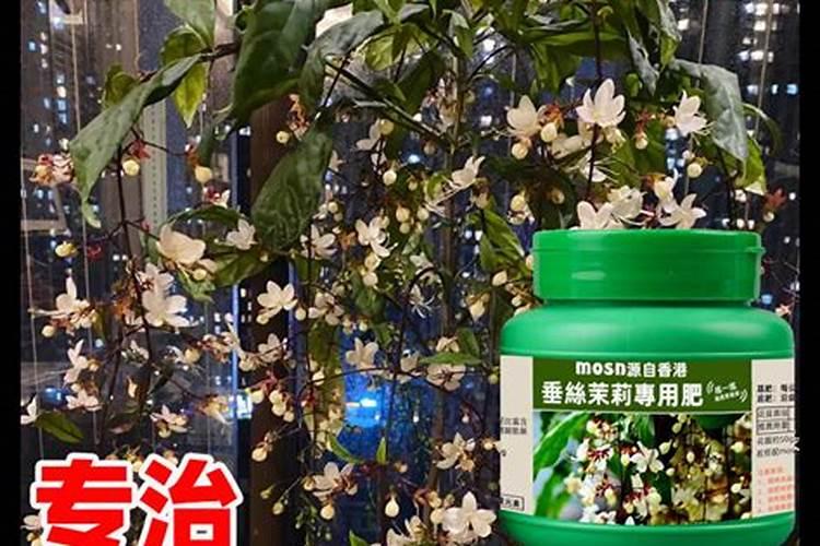 茉莉花多久施一次肥