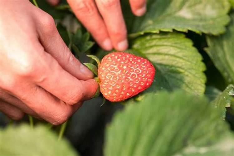 种草莓施什么肥才甜