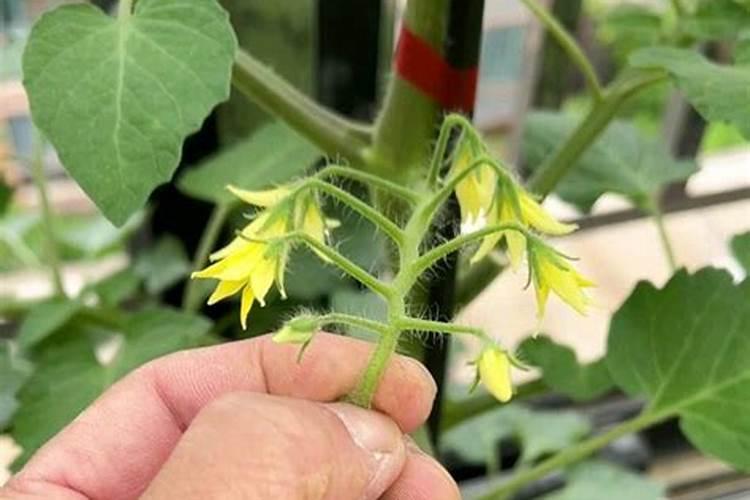大棚西红柿定植后什么时候开始喷叶面肥？