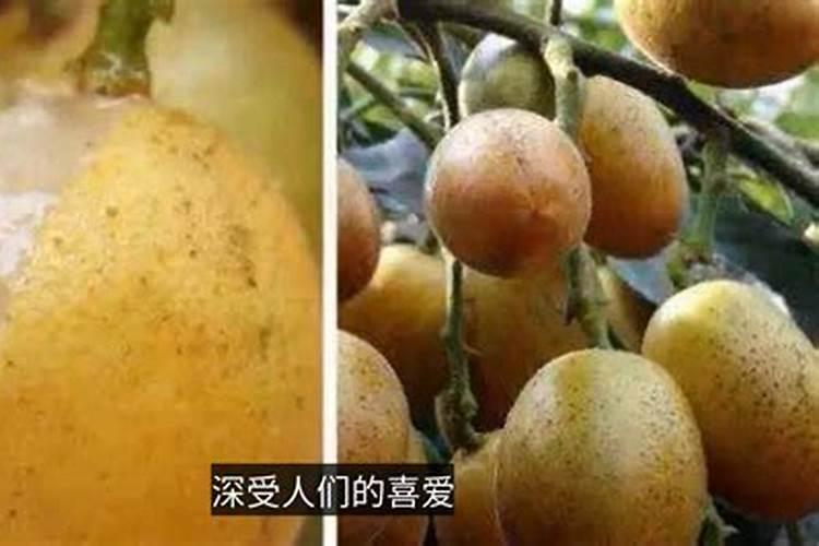 黄皮果怎么施肥 疏花疏果时需要注意什么