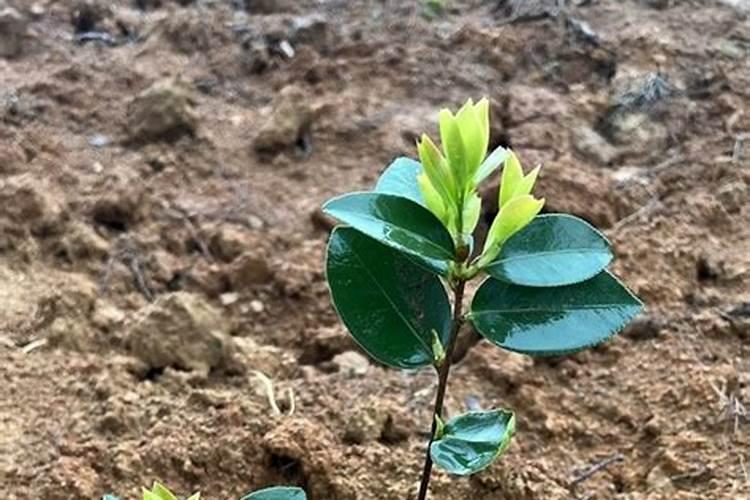 茶叶叶面肥催芽肥的正确使用