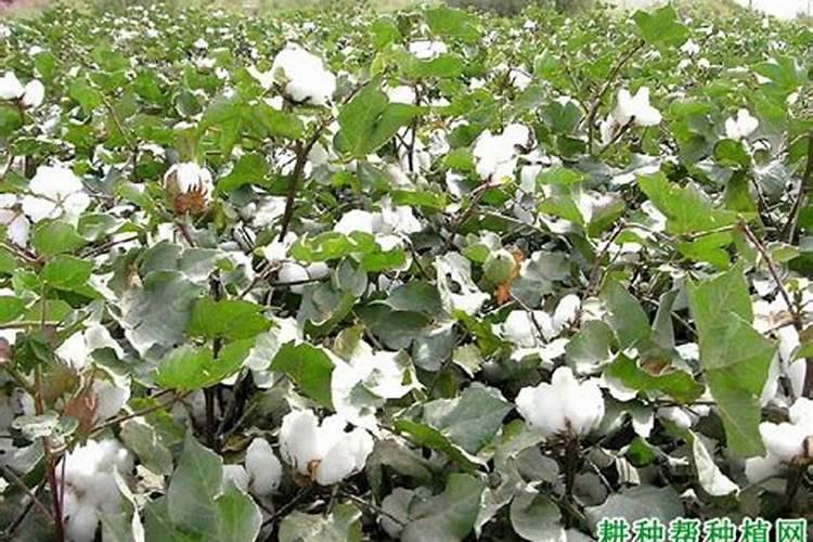 棉花什么时候追肥合适 高产追肥方法