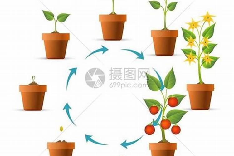 小西红柿如何种植、小西红柿的种植方法与管理技巧