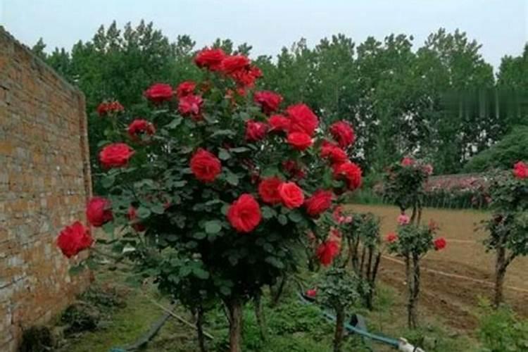 给花卉盆栽施肥,选择什么样的肥料最好？