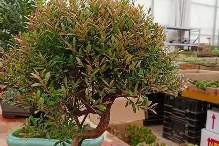 小叶赤楠用什么肥料