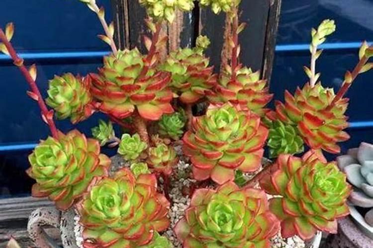 春天多肉植物施什么肥(春天多肉施什么肥好)