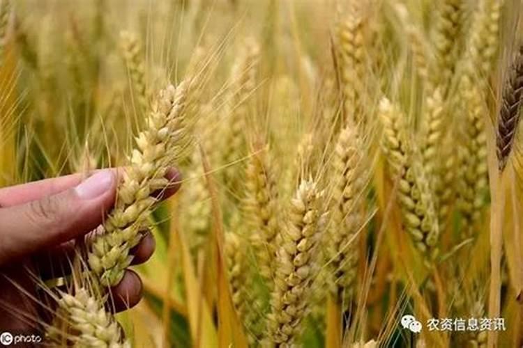 种郁金香盆底放什么肥料花卉百科