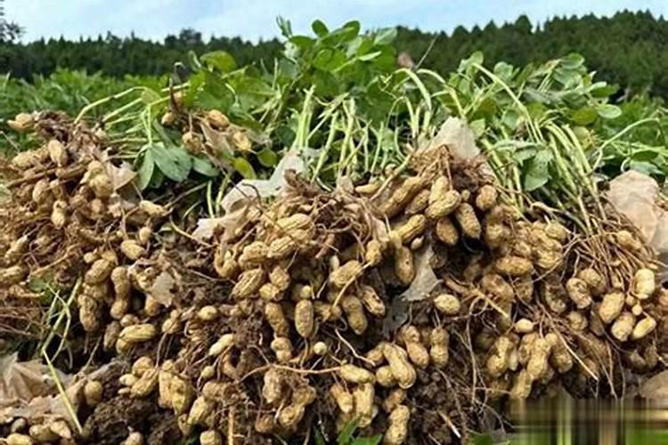 花生啥含量底肥好