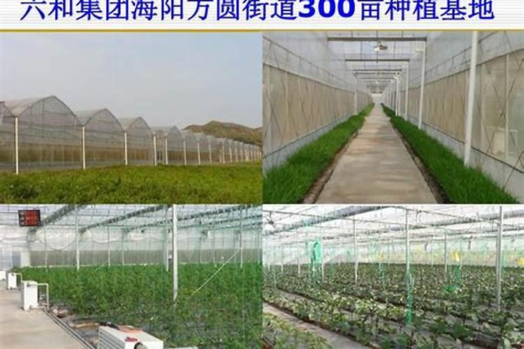 葡萄种植如何施肥？