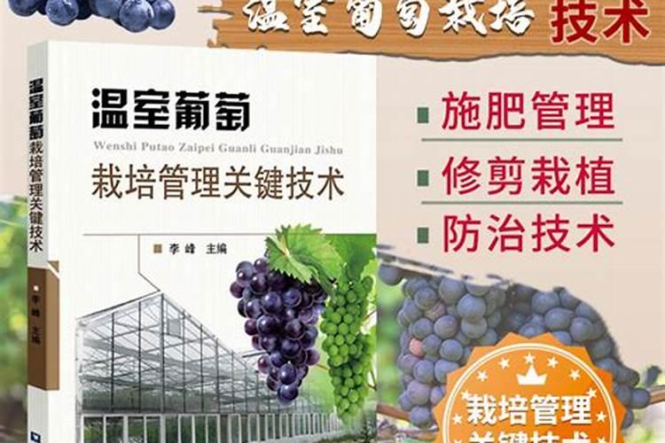 葡萄施肥管理要点