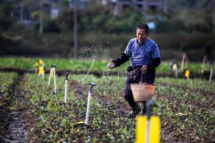 种蔬菜用什么肥料最好