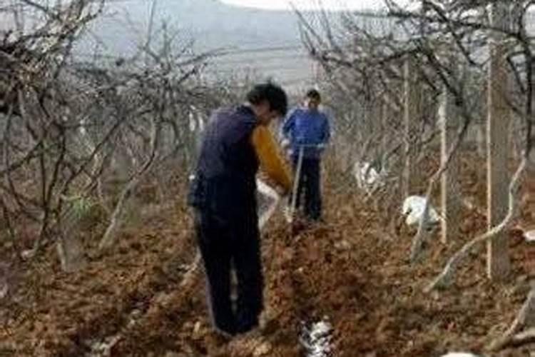 猕猴桃用什么肥料好 你了解吗